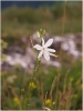belozarka_vetevnata