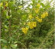 dristal_obecny