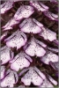 012AcddO.purpurea