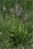 Purpurea Chotuc 4