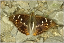 Apatura_ilia