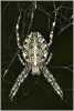 Araneus_diadematus