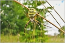 Argiope_ bruennichi