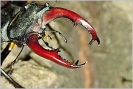 Lucanus_cervus