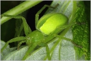 Micrommata_virescens