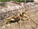 Rhagium_sycophanta